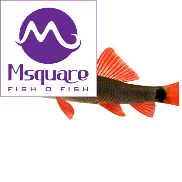 Freshwater Shark (கிளுத்தி மீன்)