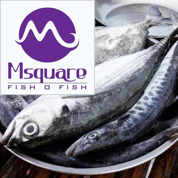 Frozen Mackerel(உறைந்த ஆயிலா)