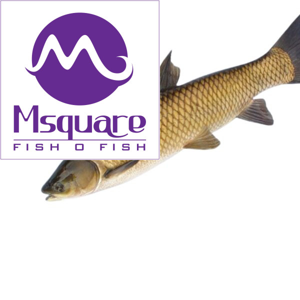 Grass Carp (புல்லு கெண்டை)