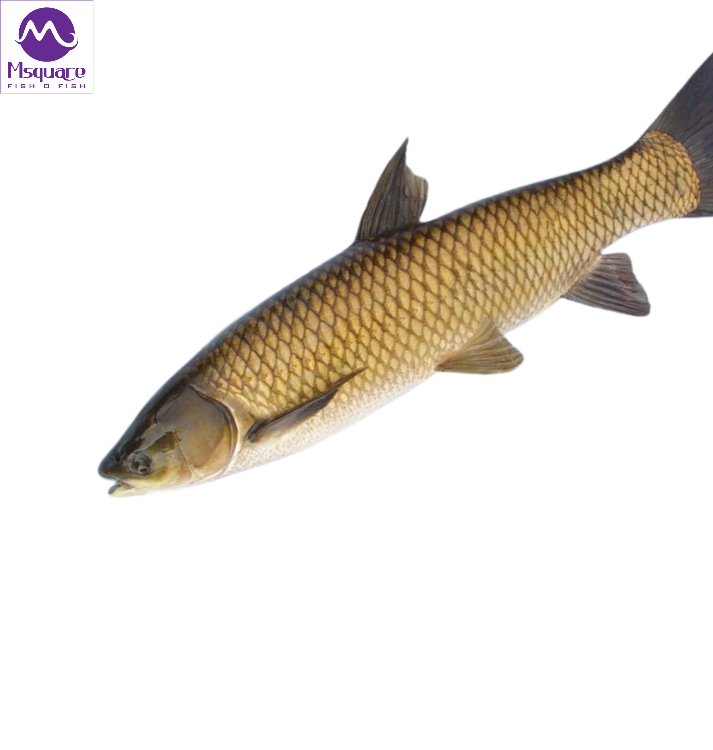 Grass carp