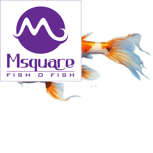 Koi Fish (கோய் மீன்)