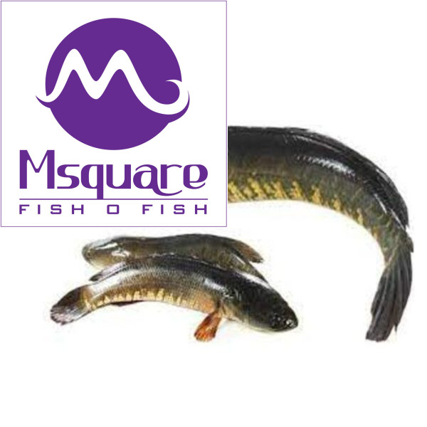 Murrel (விரால் மீன்)