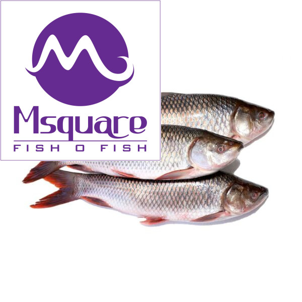 Rohu(கண்ணாடி கெண்டை)