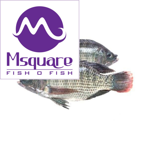 Tilapia(ஜிலாபி மீன்)