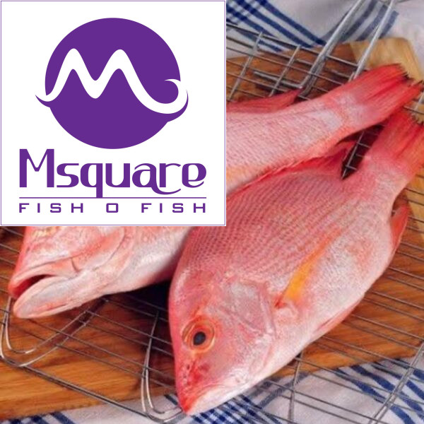 Red Snapper