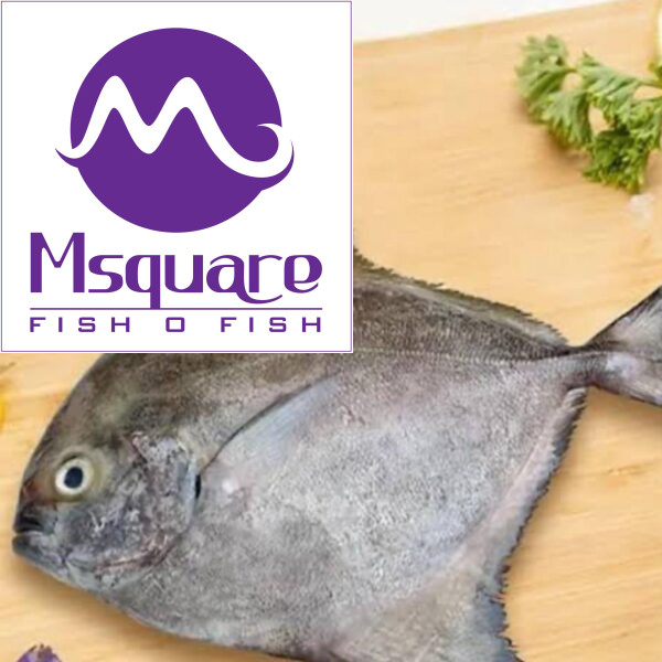 Pomfret (Black) -(கருப்பு வவ்வால்)