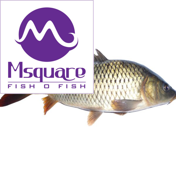 Common Carp (மூளி மீன்)