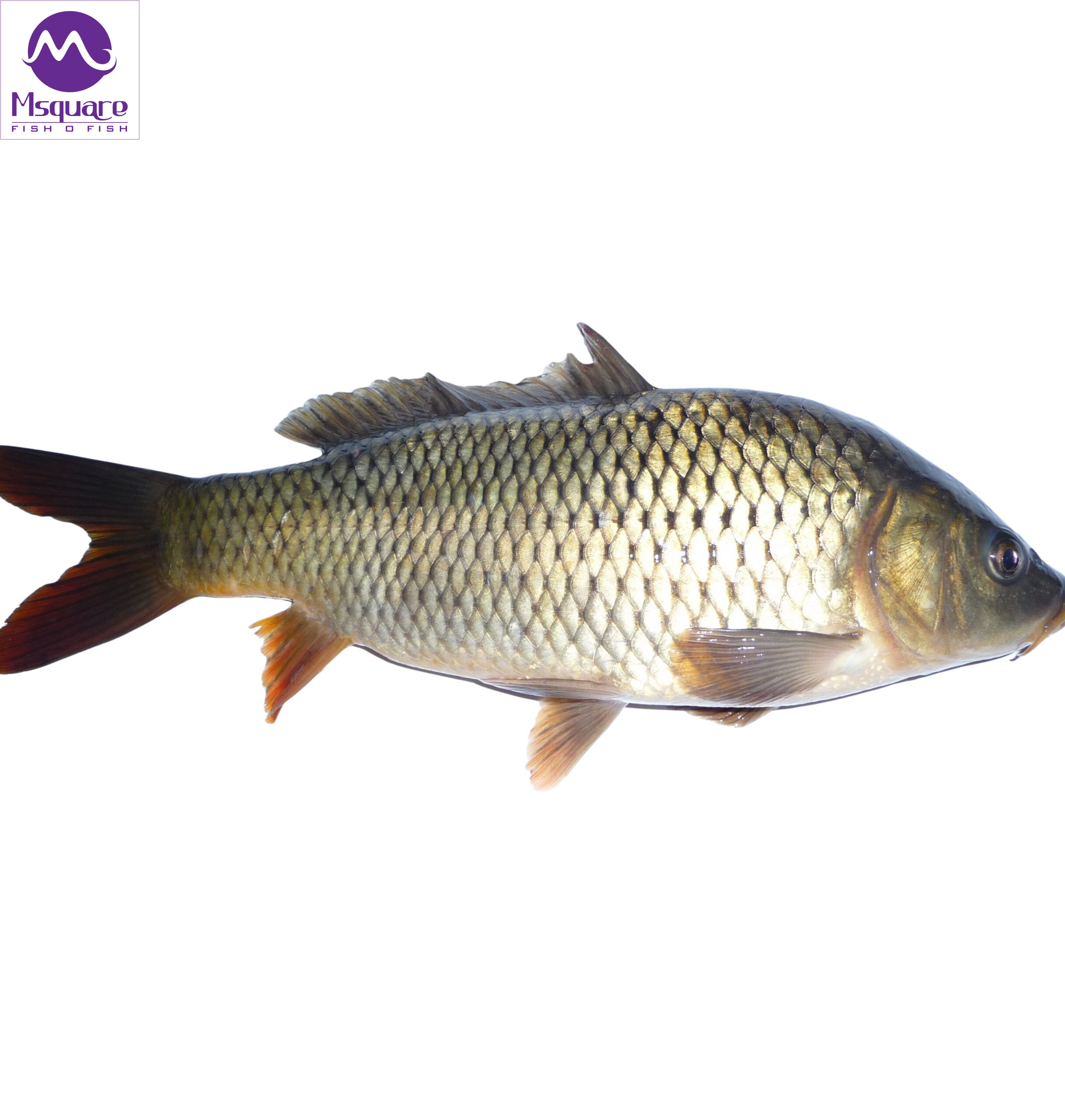 common carp