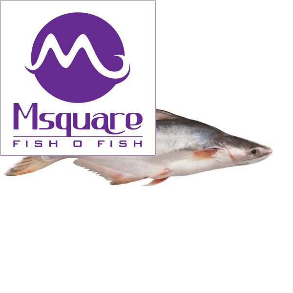 Pangasius(பங்குஸ் மீன்)