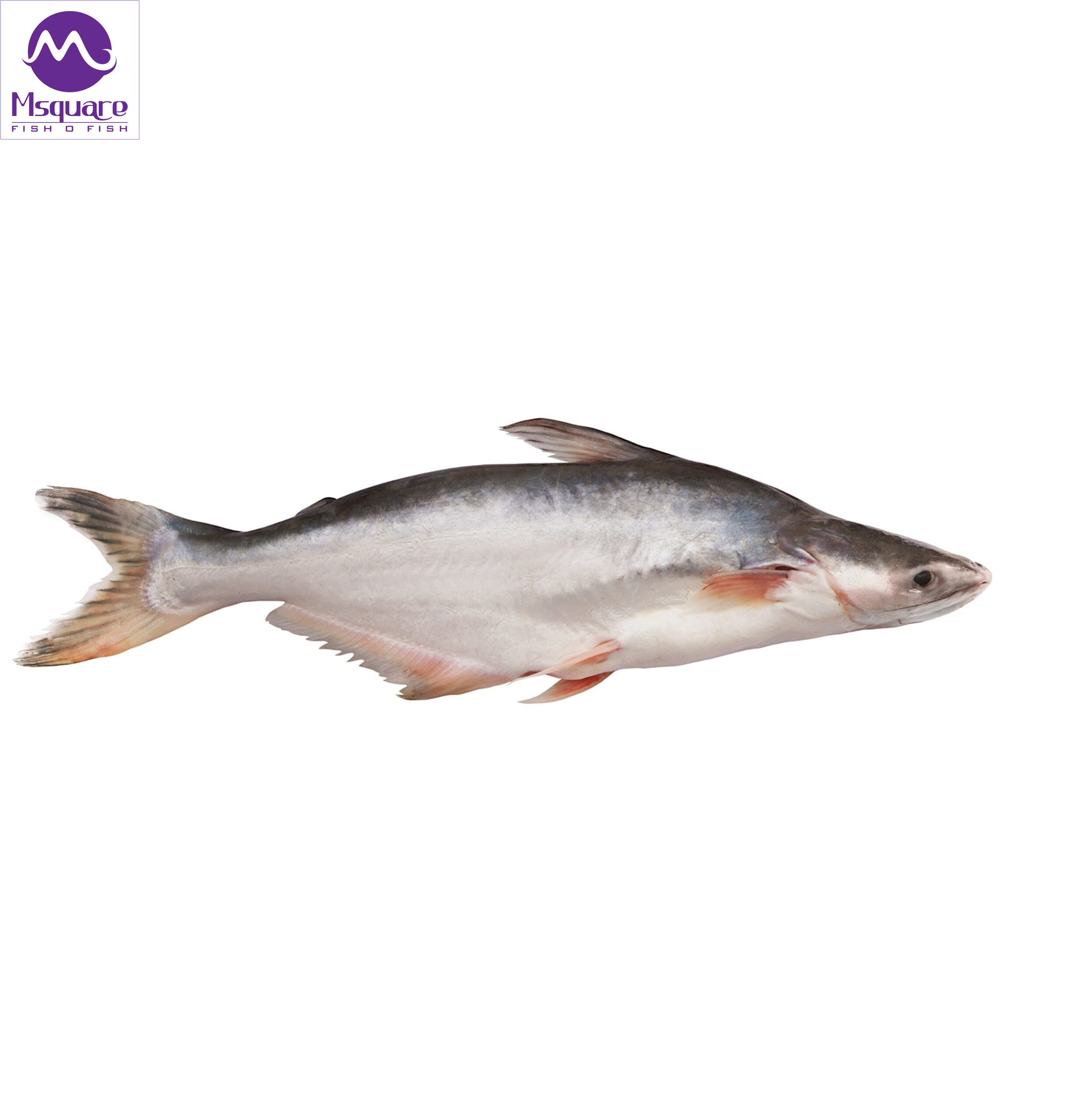 pangasius