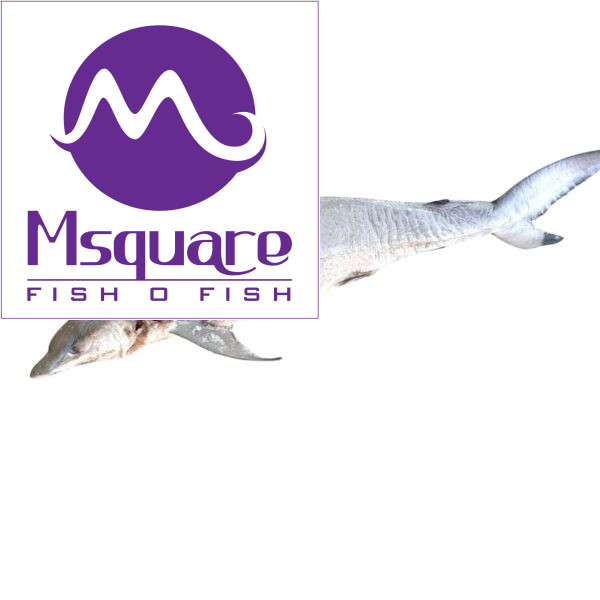 Dried Shark(சுறா கருவாடு)