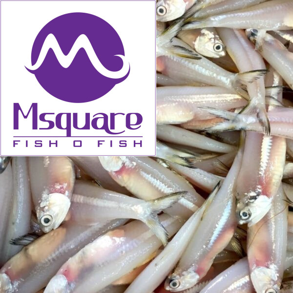 நெத்திலி மீன்