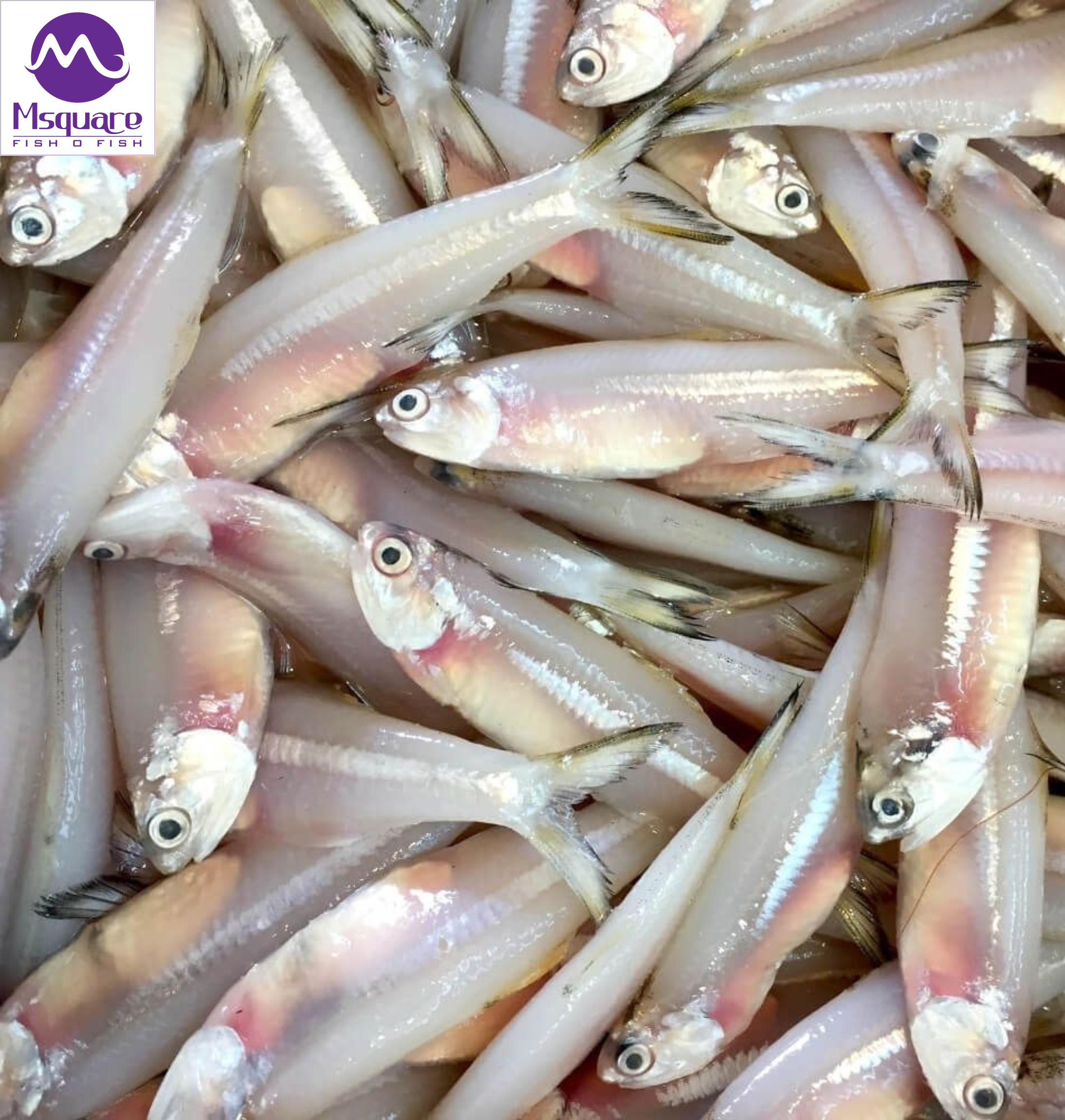 Untitled (2188 x 2300 px) (10)