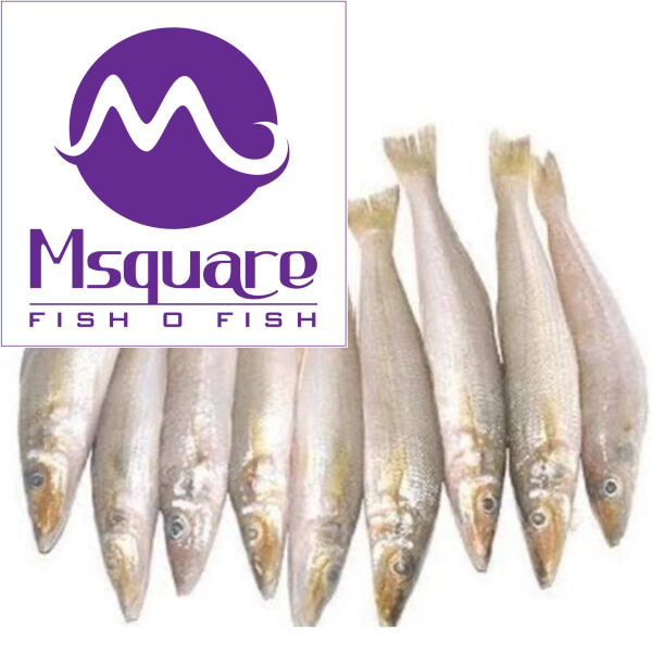 Lady Fish ( வெள்ளை கிளங்கன் )