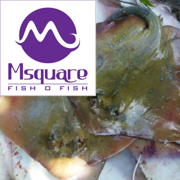 Stingray Fish ( திருக்கை மீன் )