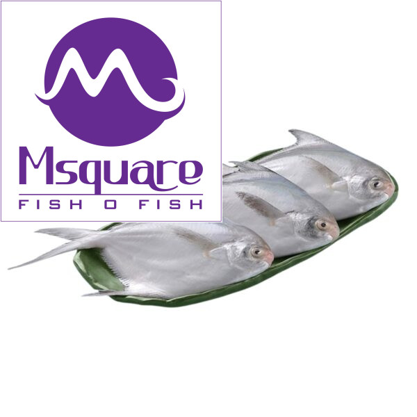 White Pomfret (வெள்ளை வவ்வால் மீன்)